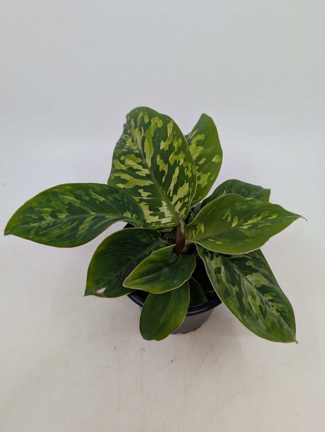 4 Homalomena Camouflage Tropical North Plants 4-homalomena-camouflage-tropical-north-plants