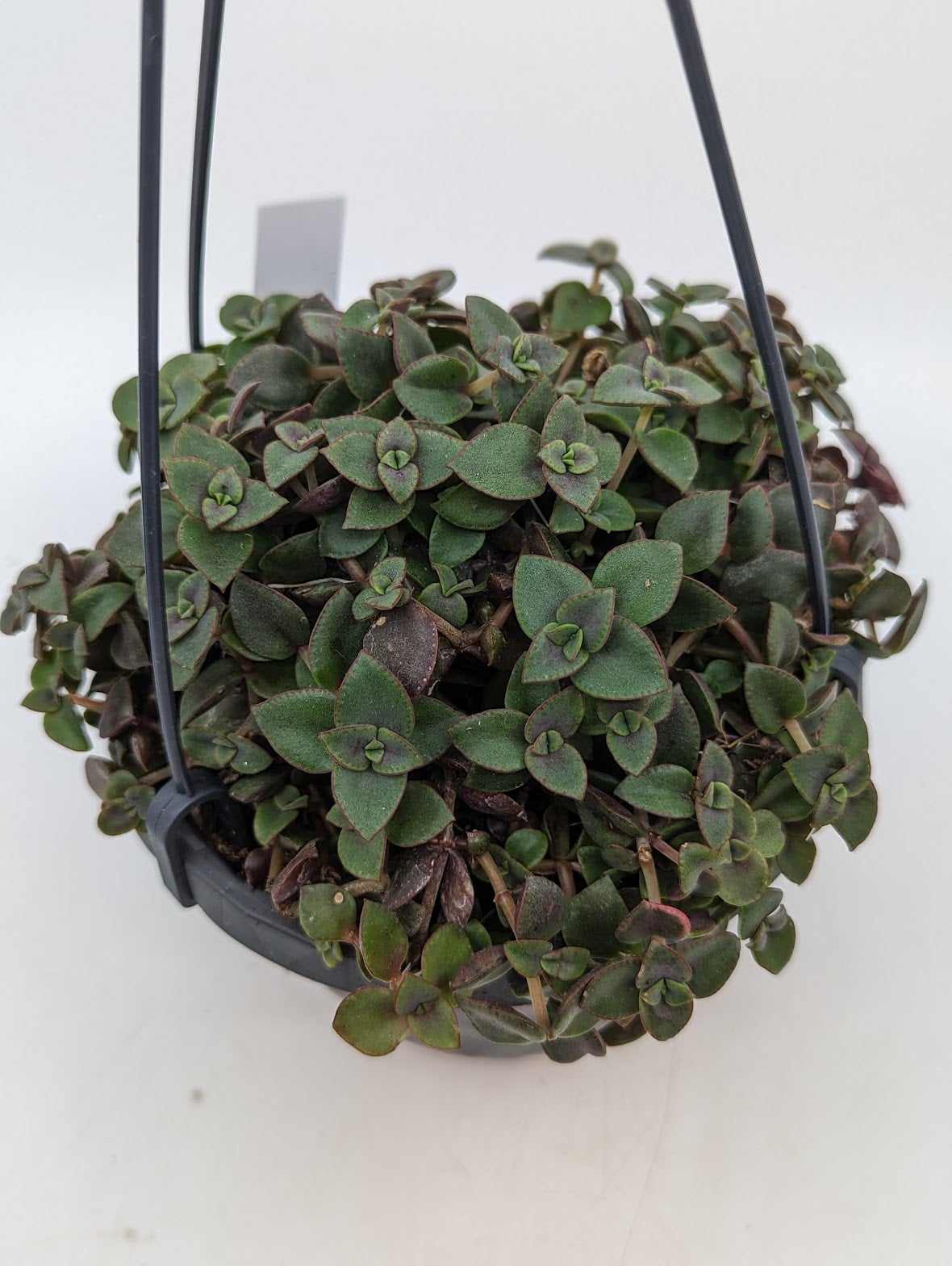 6 Crassula Calico Kitten HB | Tropical North Plants