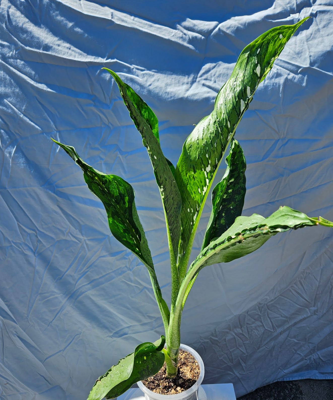 7 Dieffenbachia Crocodile Tropical North Plants 7-dieffenbachia-crocodile-tropical-north-plants