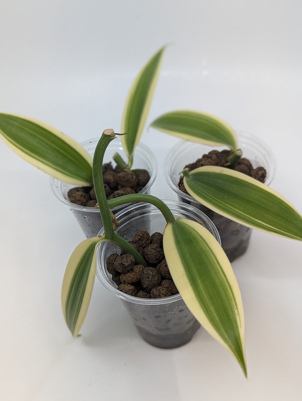 2-5-variegated-vanilla-orchid-cuttings-tropical-north-plants