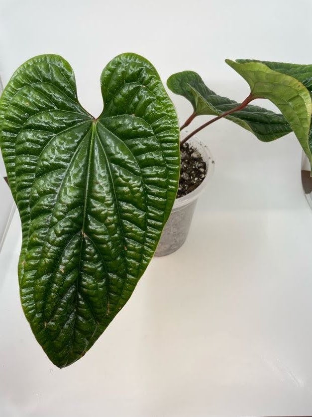 Anthurium Luxurian X Radicans Tropical North Plants