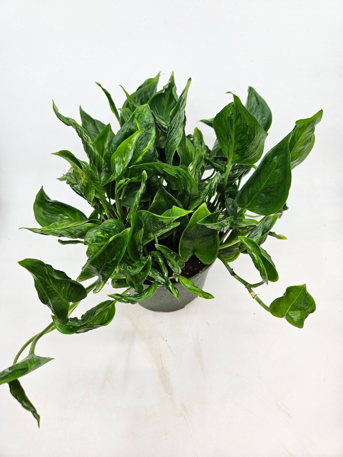 6-shangri-la-pothos-tropical-north-plants