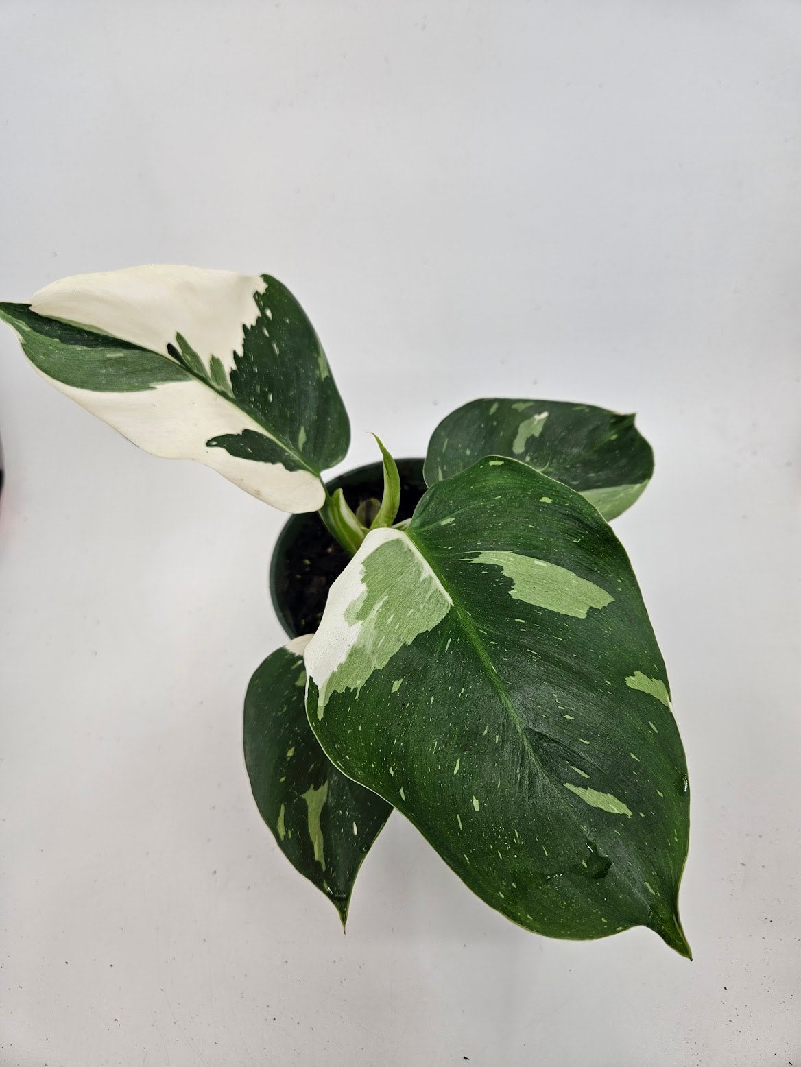 6 Philodendron White Wizard | Tropical North Plants