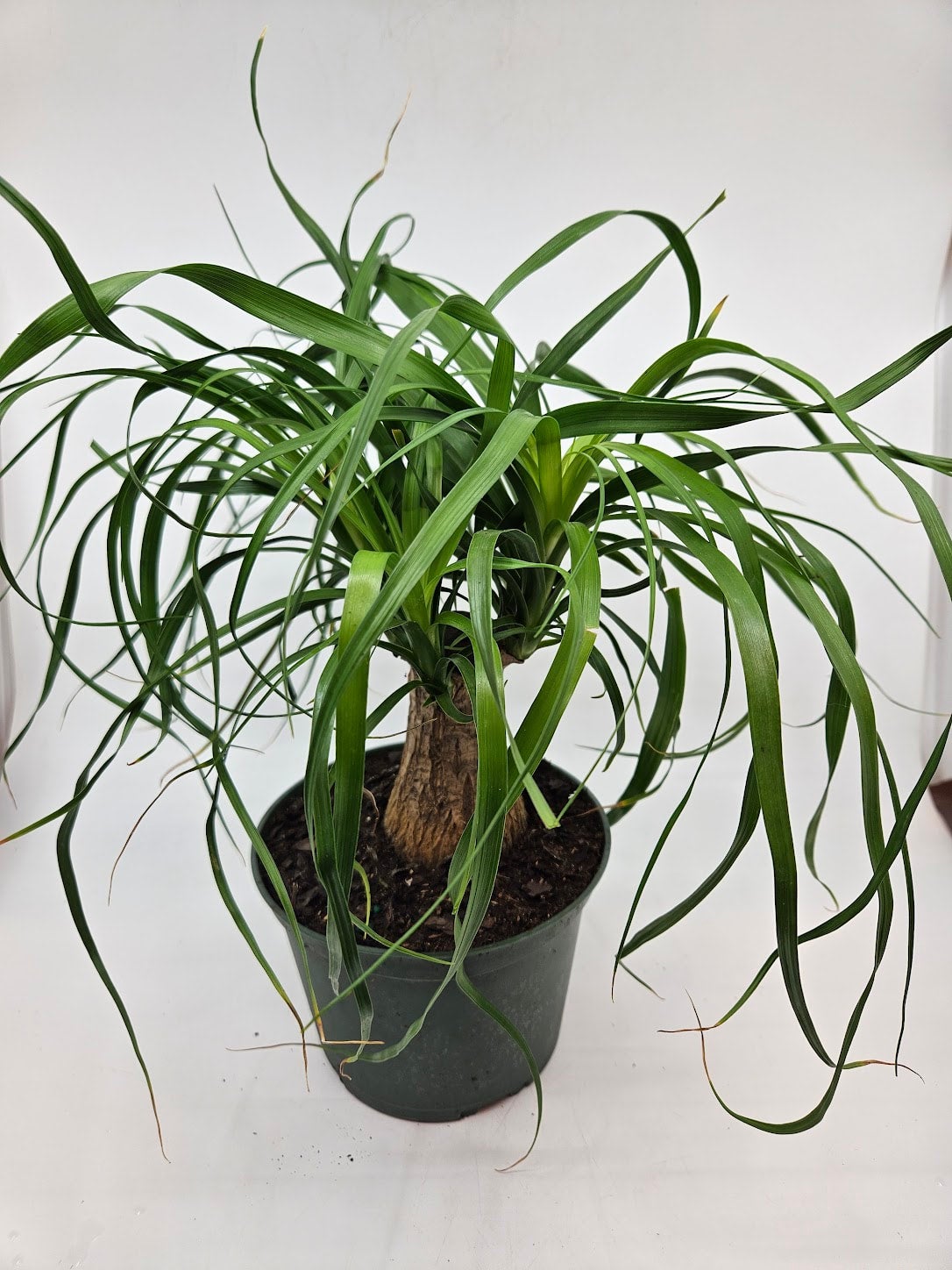 6 Ponytail Palm Tropical North Plants 6-ponytail-palm-tropical-north-plants